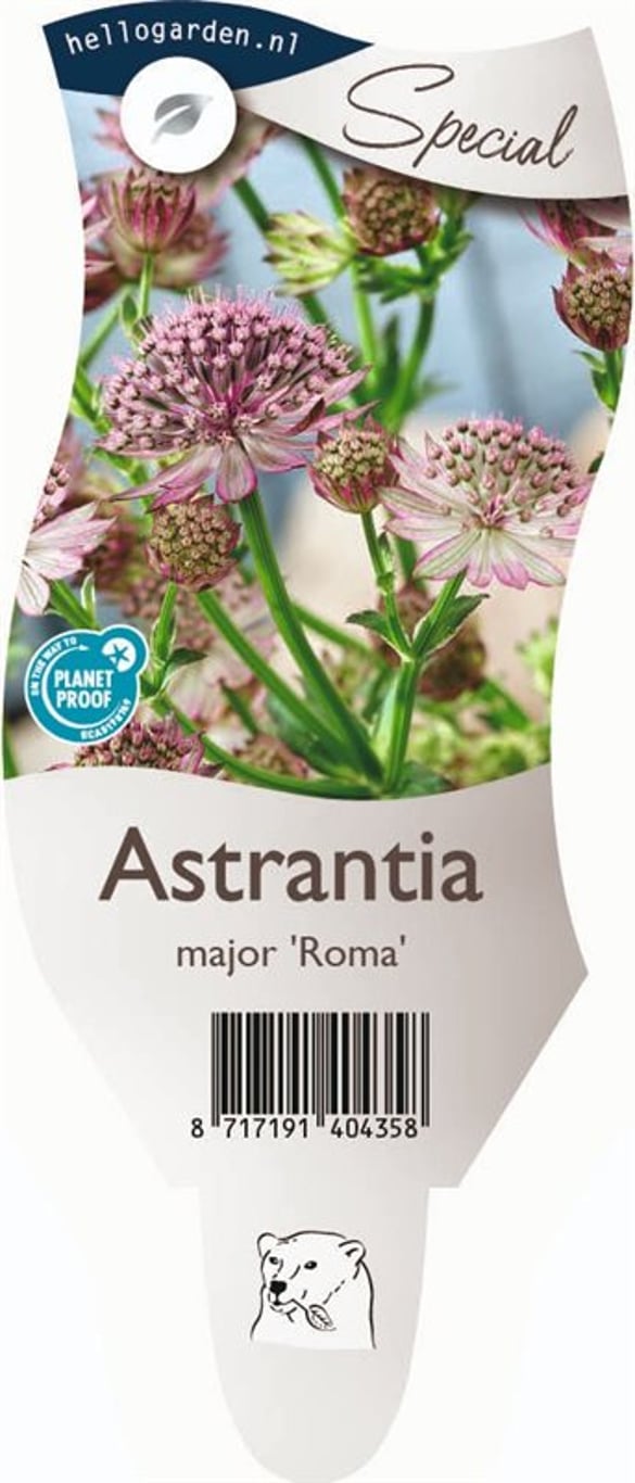 Astrantia maj. 'Roma' - P11